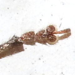 Brachyderes incanus