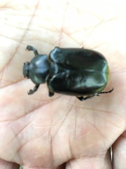Osmoderma eremicola