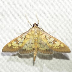 Mimorista subcostalis