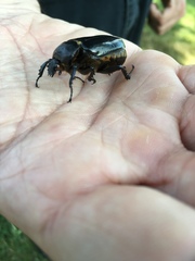 Osmoderma eremicola
