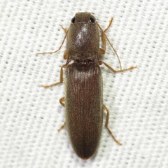 Conoderus parallelus