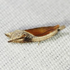 Ancylis definitivana