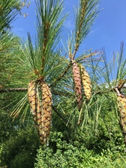 Pinus strobus