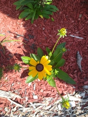Rudbeckia hirta