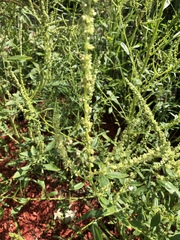 Amaranthus palmeri