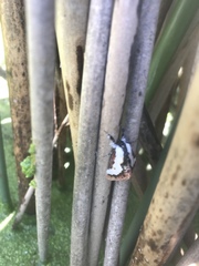 Eudryas brevipennis