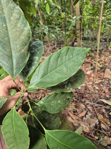 Blumeodendron observed 2025-04-22