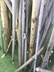 Eudryas brevipennis