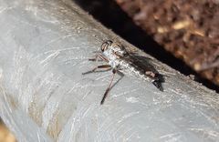 Neomochtherus willistoni