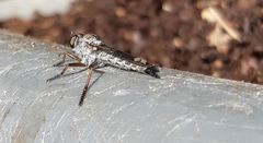 Neomochtherus willistoni