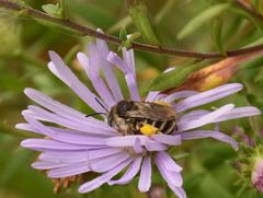 Melissodes microstictus