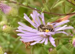 Melissodes microstictus