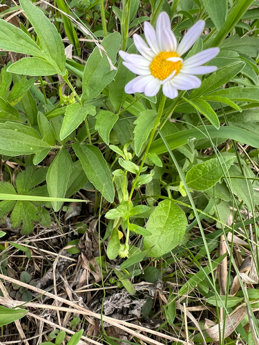 Entireleaf Western Daisy (Astranthium integrifolium)
