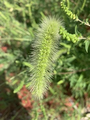 Setaria