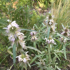 Monarda citriodora austromontana