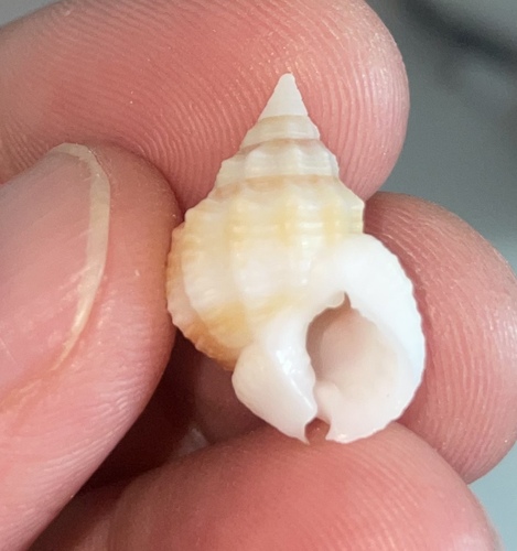 Phrontis nassiformis observed 2025-04-18