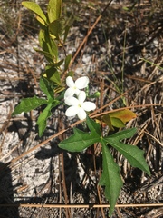 Cnidoscolus stimulosus