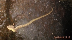 Craspedocephalus puniceus