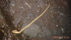 Craspedocephalus puniceus