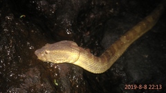 Craspedocephalus puniceus