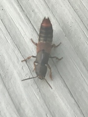 Platydracus cinnamopterus