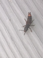 Platydracus cinnamopterus