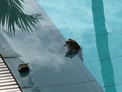 Hoplobatrachus crassus