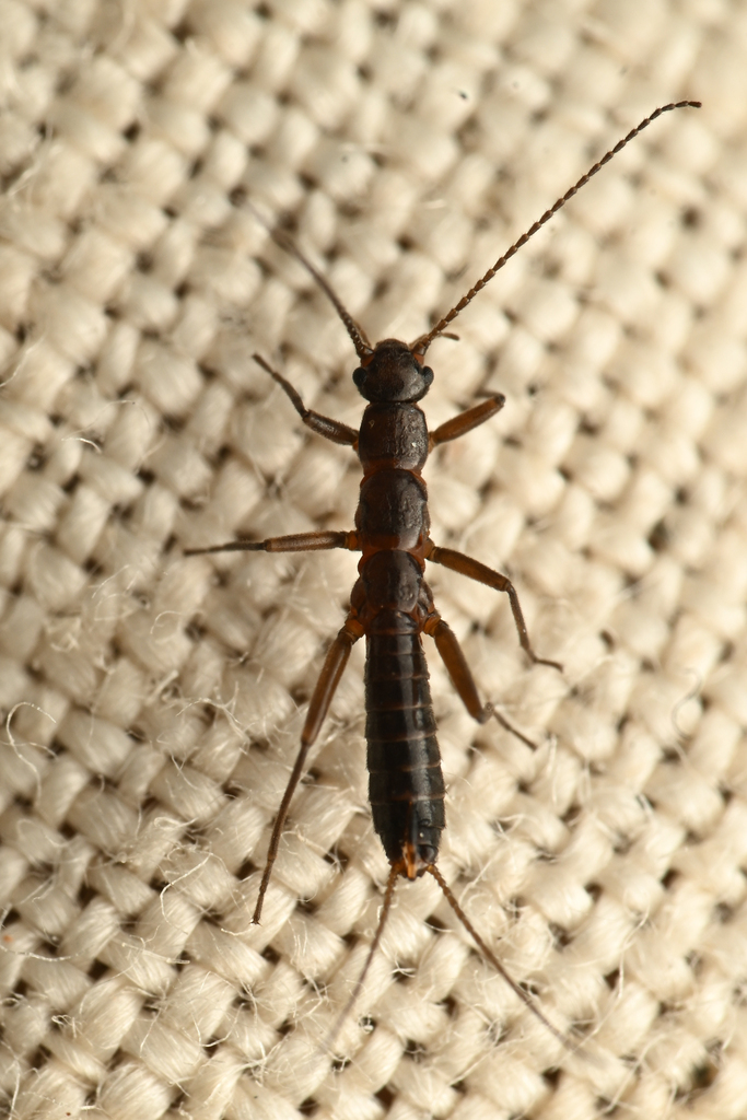 Dirty Snowfly
