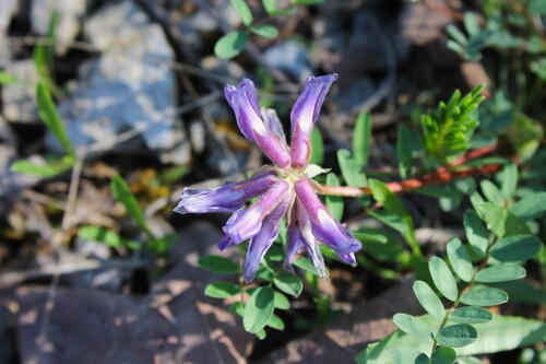 Image of Limestone Glade Milkvetch (Astragalus bibullatus) by (c) Dominic, some rights reserved (CC BY)
