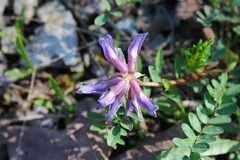 Astragalus bibullatus, photograph (c) Dominic, some rights reserved (CC BY)