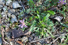 Astragalus bibullatus, photograph (c) Dominic, some rights reserved (CC BY)