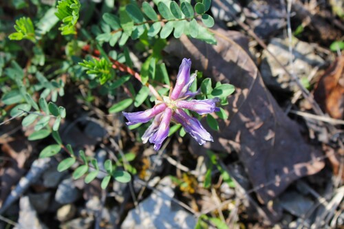 Astragalus bibullatus, photograph 3