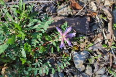 Astragalus bibullatus, photograph (c) Dominic, some rights reserved (CC BY)