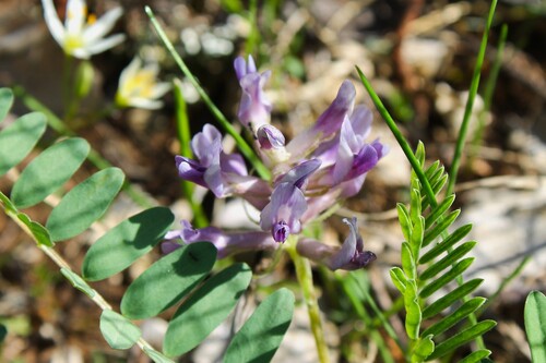 Astragalus bibullatus, photograph 1