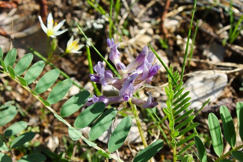 limestone glade milkvetch (Astragalus bibullatus)