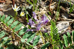 Astragalus bibullatus