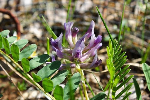Astragalus bibullatus, photograph 2