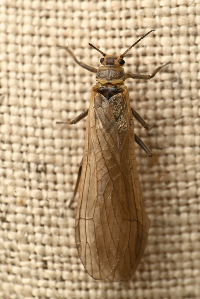 Coastal Roachfly