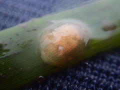 Corambe