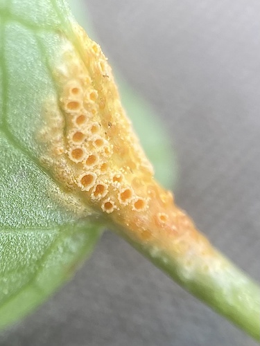 Aecidium ficariae