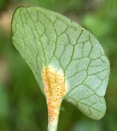 Aecidium ficariae