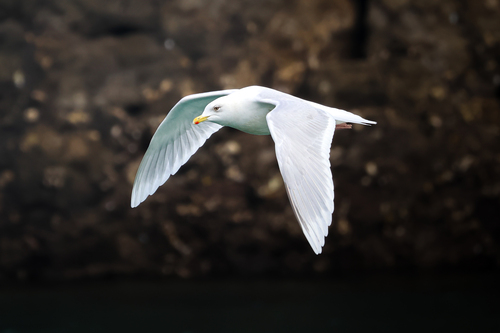 Gaviota groenlandesa (Larus glaucoides)