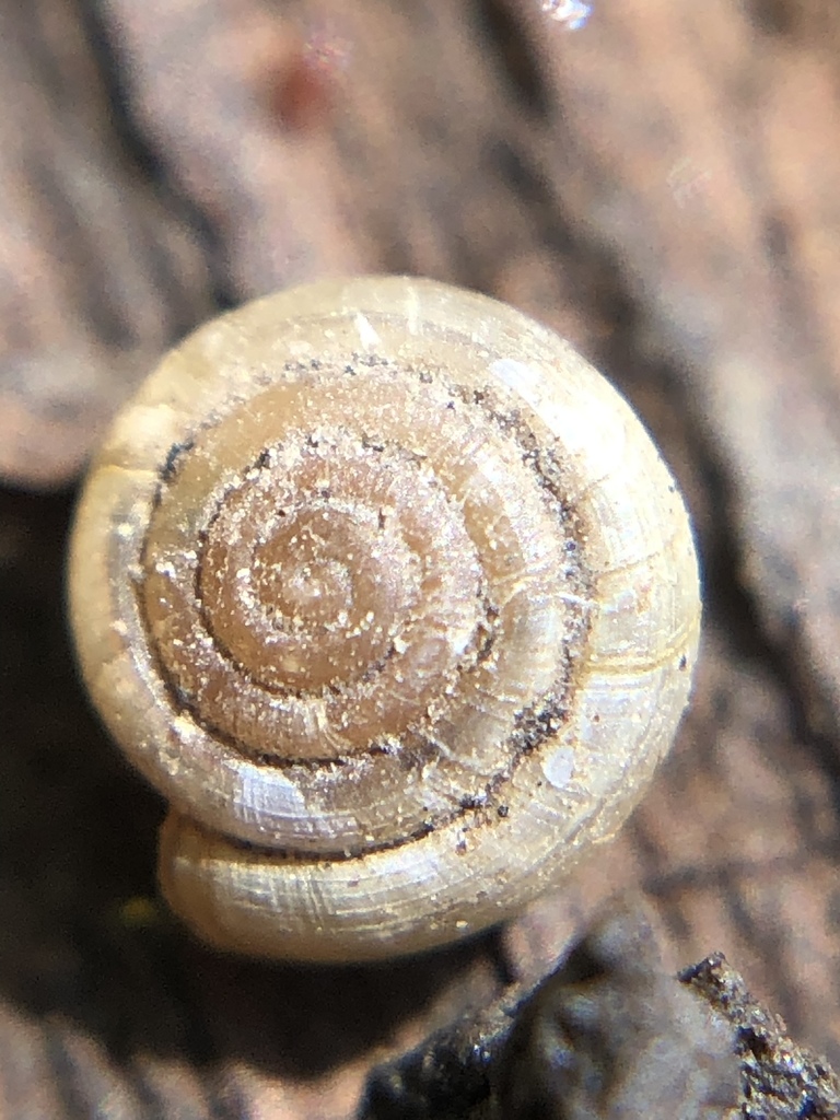 compound coil