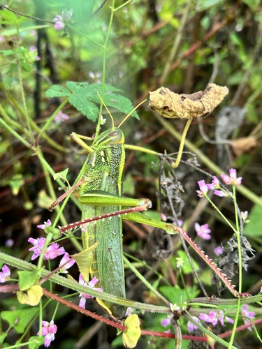 Large Green Grasshopper