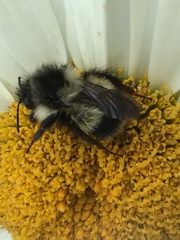 Bombus vagans bolsteri