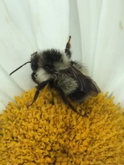 Bombus vagans bolsteri