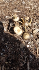 Fungi