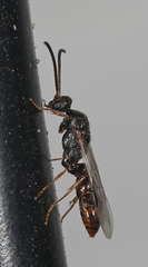 Stigmatomma pallipes
