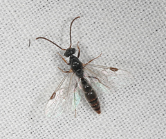 Stigmatomma pallipes