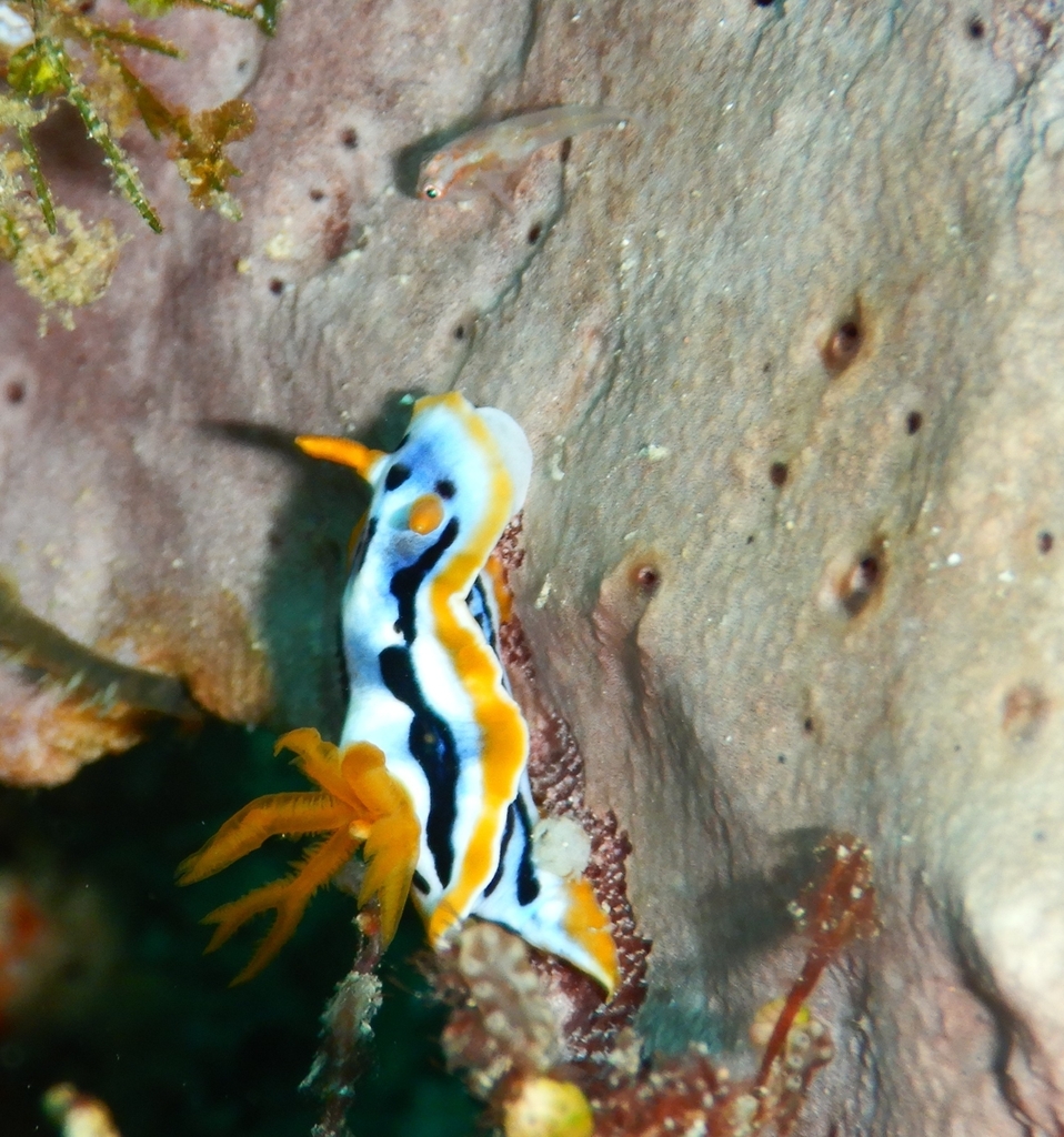 Broken-line Rainbow Dorid